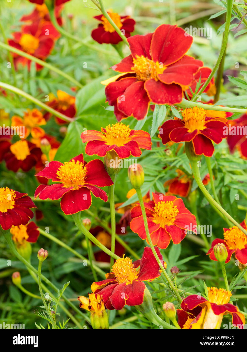 Oro rojo ribeteado solo flores del alto crecimiento anual Marigold Africanas, Tagetes 'bermellón' Foto de stock