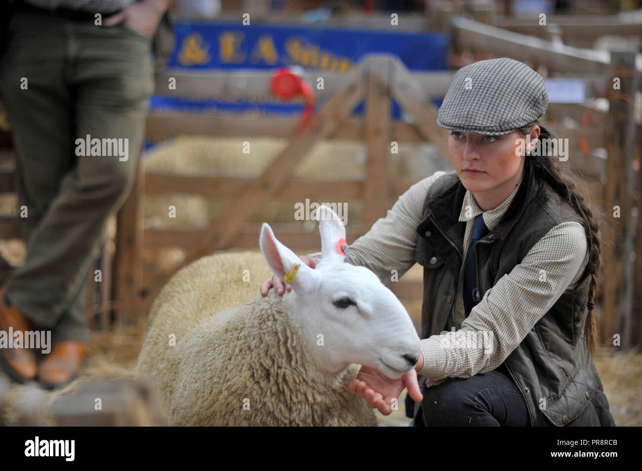 Masham ovejas Fair Yorkshire, Inglaterra Foto de stock