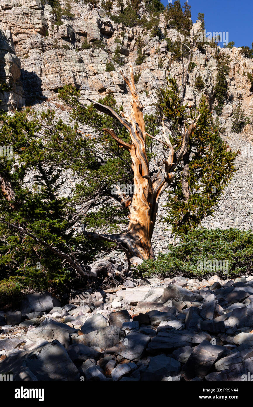 De pinos bristlecone en Nevada, el Great Basin National Park Foto de stock