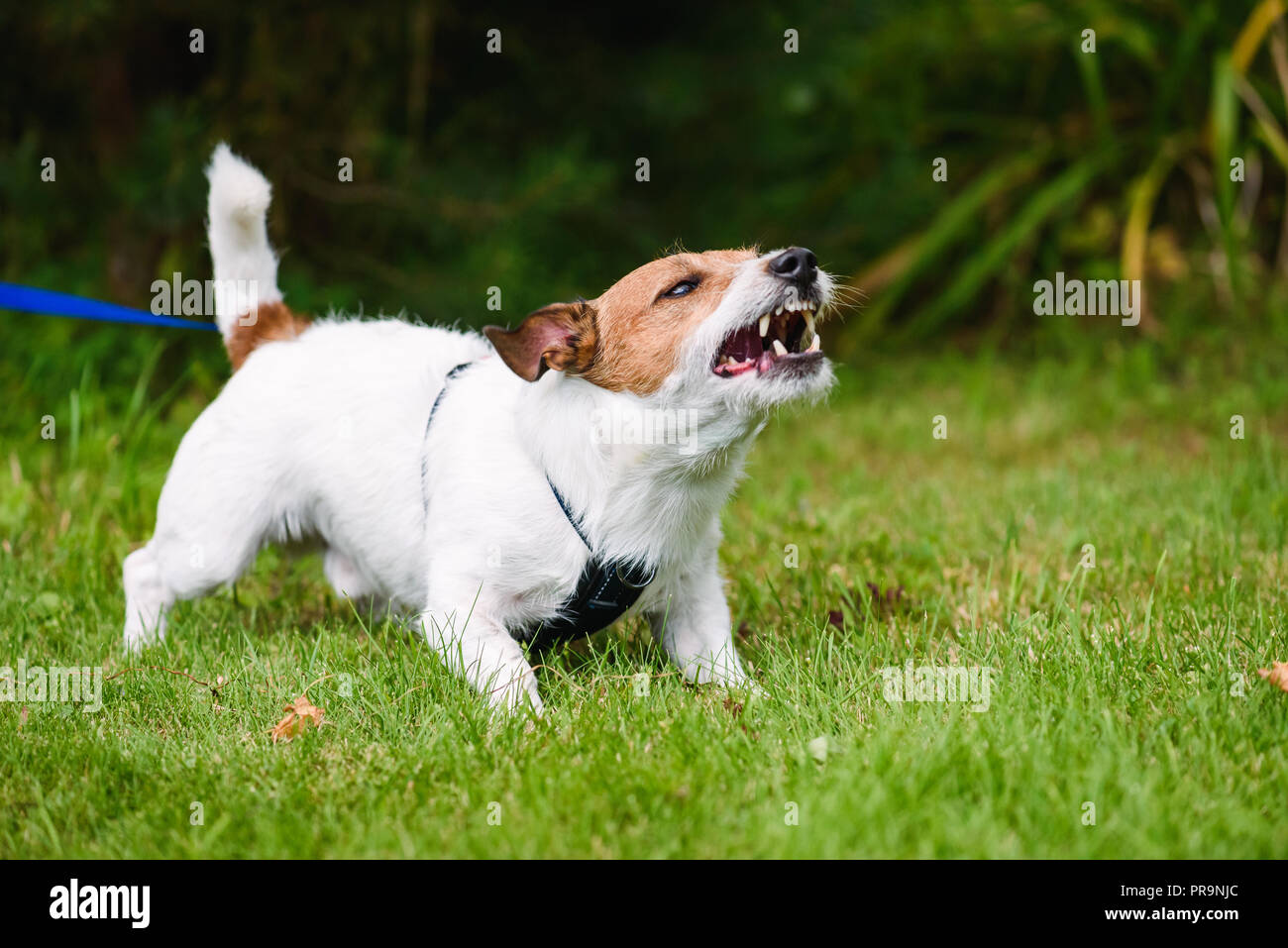 Enojado perro ladrando agresivamente y defender su territorio Foto de stock