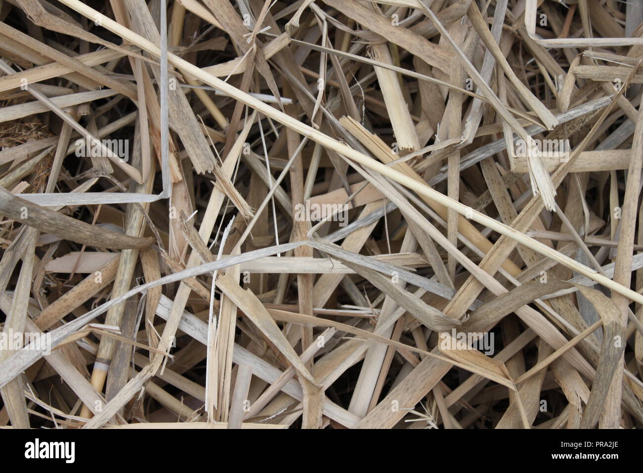 Seque Typha latifolia, tifa latifoliados, hojas y tallos junco Foto de stock