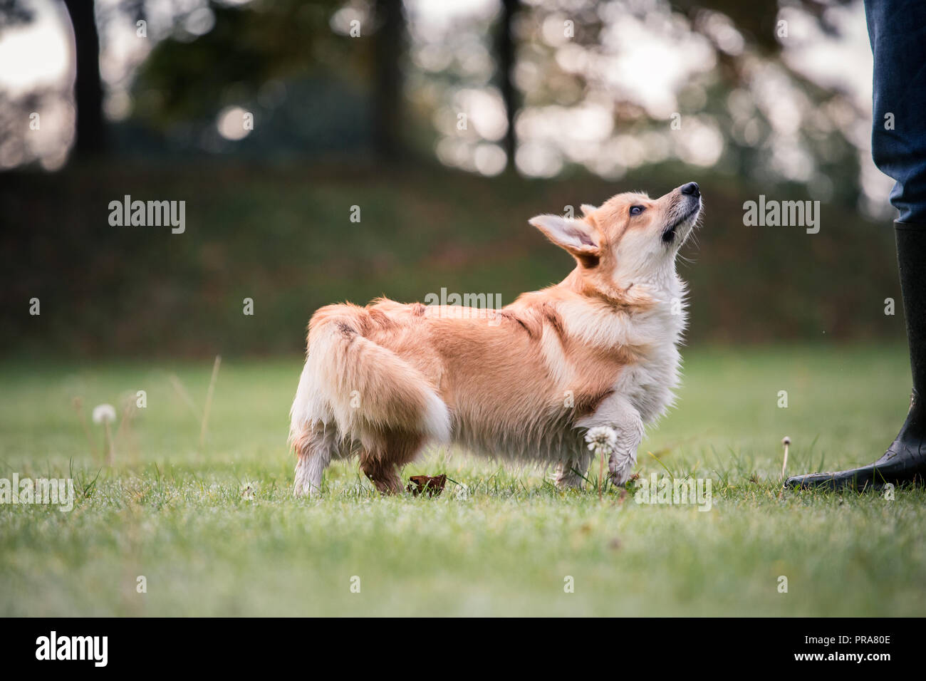 6 mes de edad Welsh Corgi Pembroke en Otoño mirando propietario Foto de stock