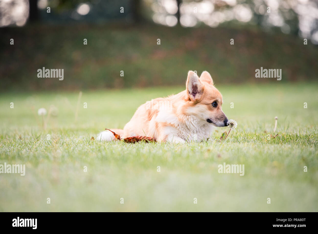 6 mes de edad Welsh Corgi Pembroke en otoño Foto de stock