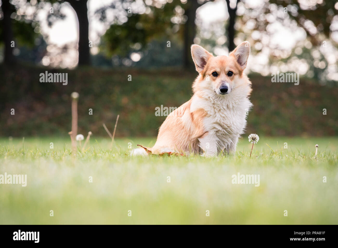 6 mes de edad Welsh Corgi Pembroke en otoño Foto de stock
