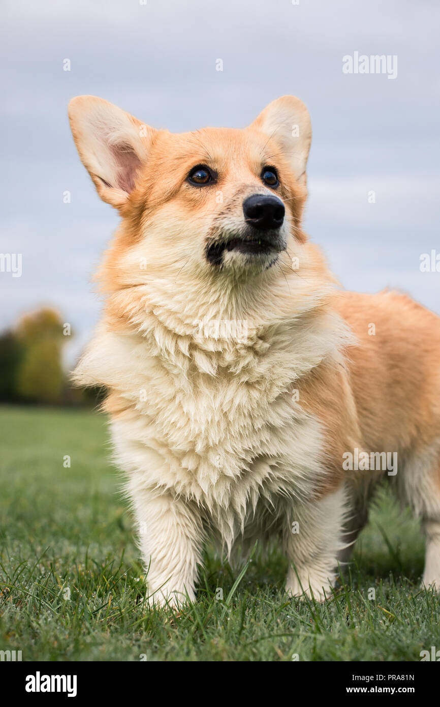 6 mes de edad Welsh Corgi Pembroke en otoño Foto de stock