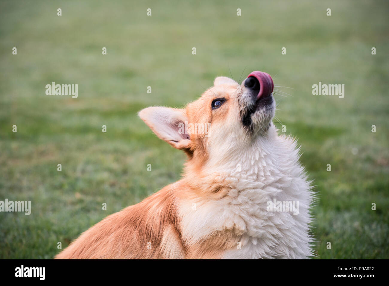 6 mes de edad Welsh Corgi Pembroke en otoño de lamer los labios mirando hacia arriba a un propietario Foto de stock