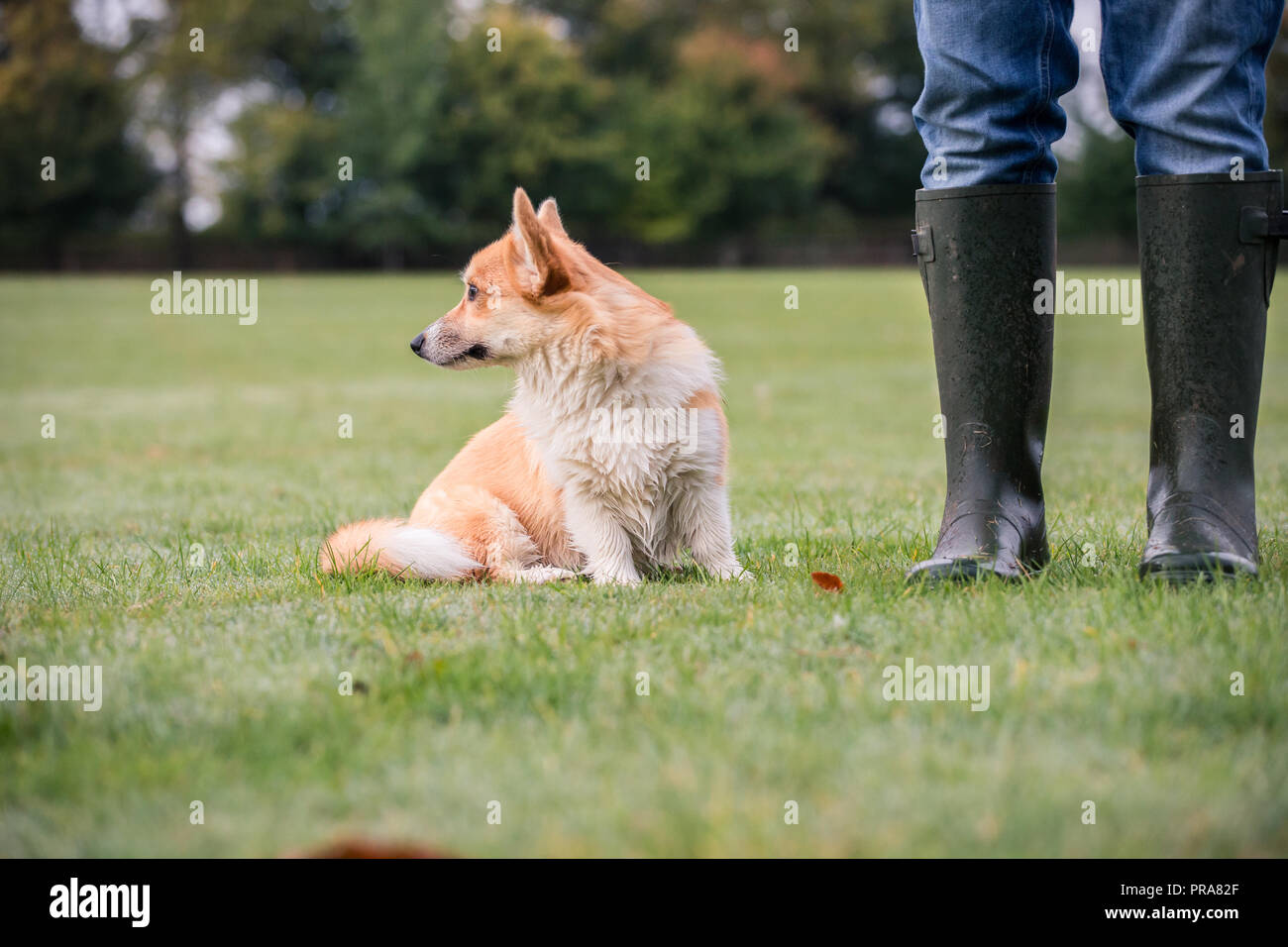 6 mes de edad Welsh Corgi Pembroke en otoño con el propietario Foto de stock