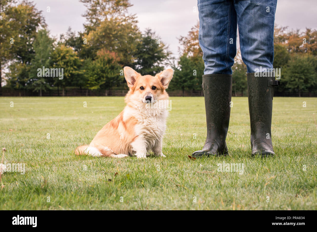 6 mes de edad Welsh Corgi Pembroke en otoño con el propietario Foto de stock
