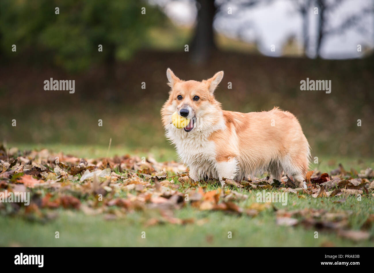 6 mes de edad Welsh Corgi Pembroke en otoño Foto de stock