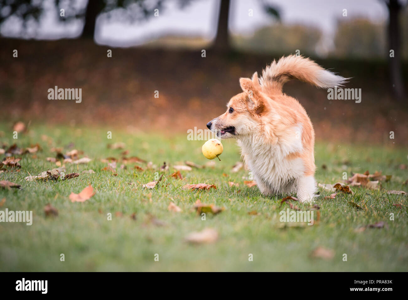 6 mes de edad Welsh Corgi Pembroke en otoño Foto de stock