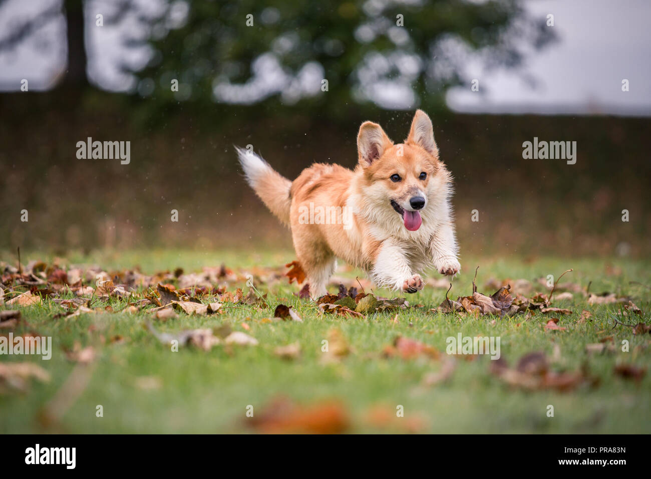 6 mes de edad Welsh Corgi Pembroke en otoño Foto de stock