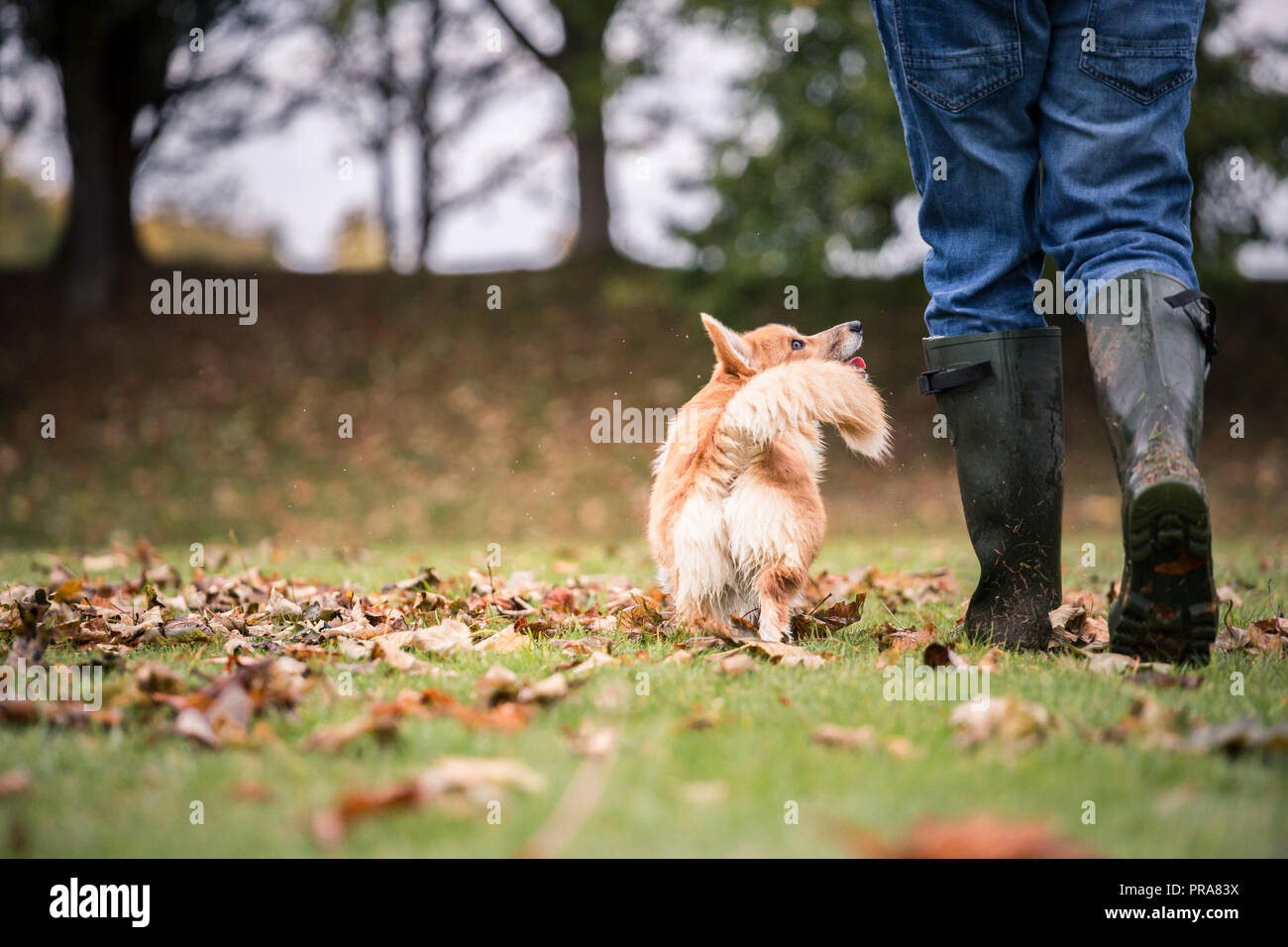 6 mes de edad Welsh Corgi Pembroke en otoño con el propietario Foto de stock