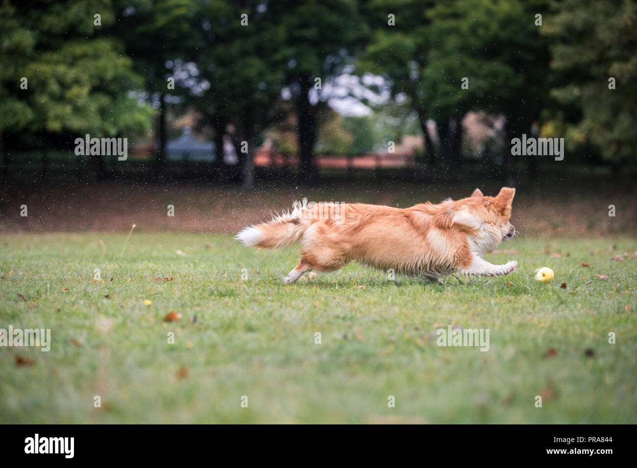 6 mes de edad Welsh Corgi Pembroke en otoño Foto de stock