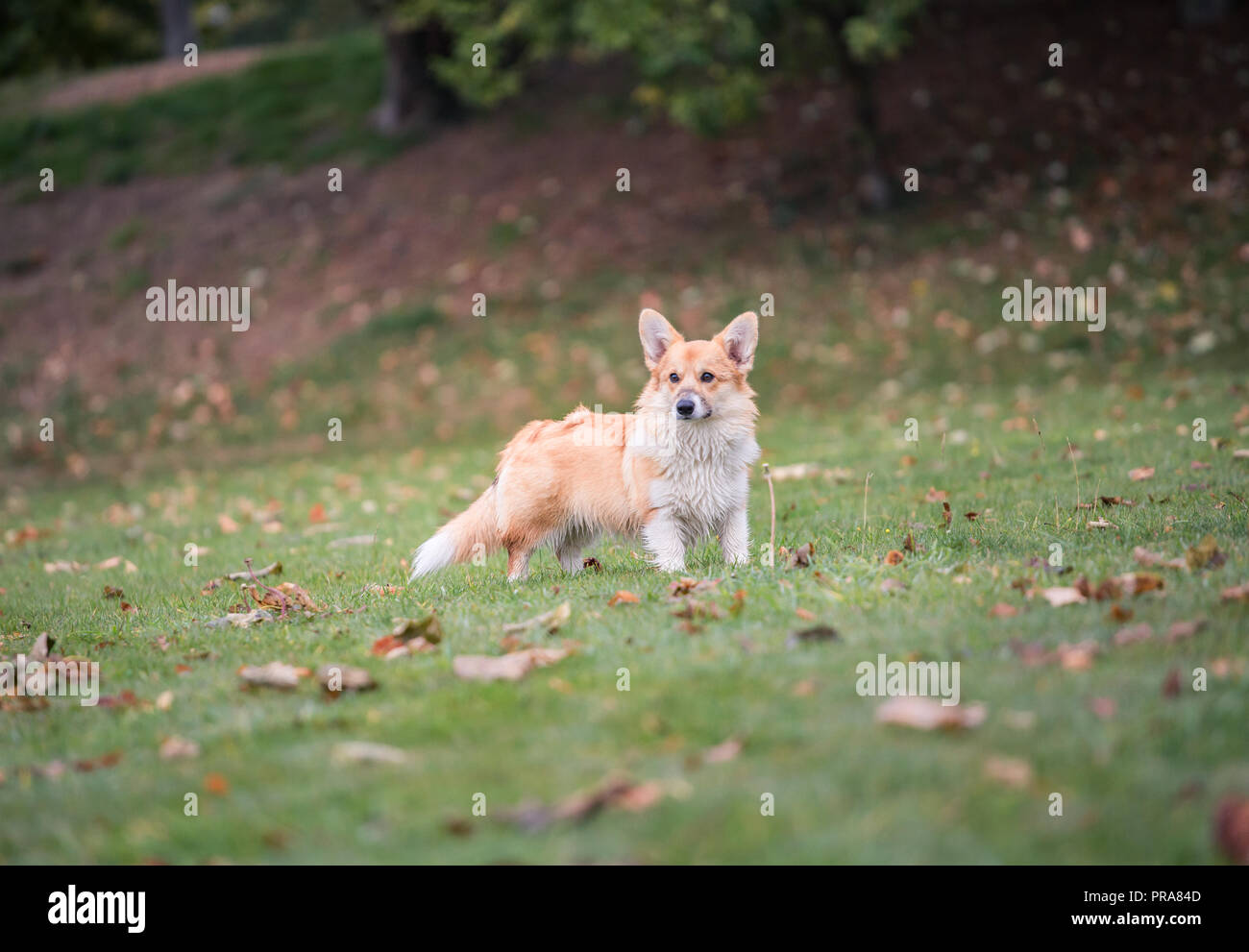 6 mes de edad Welsh Corgi Pembroke en otoño Foto de stock