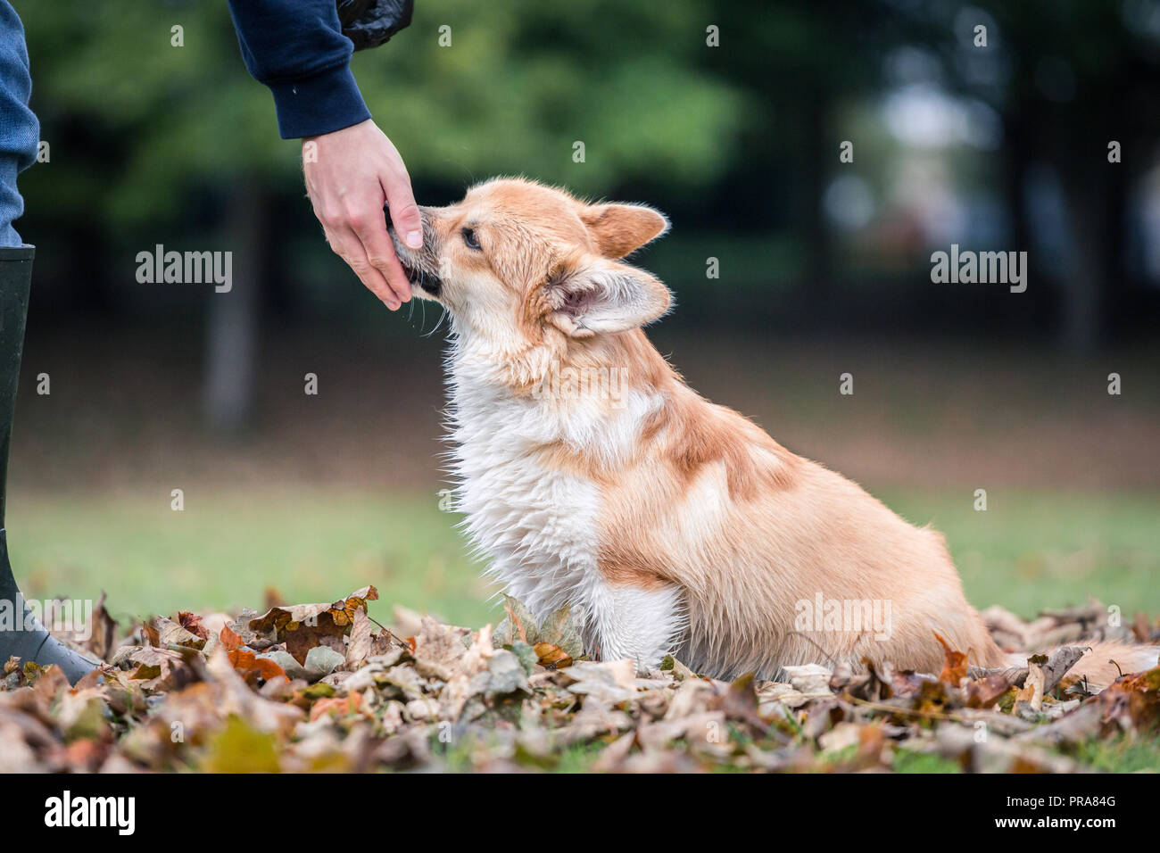 6 mes de edad Welsh Corgi Pembroke en otoño Foto de stock