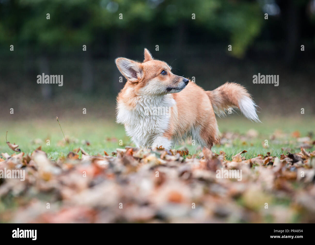 6 mes de edad Welsh Corgi Pembroke en otoño Foto de stock
