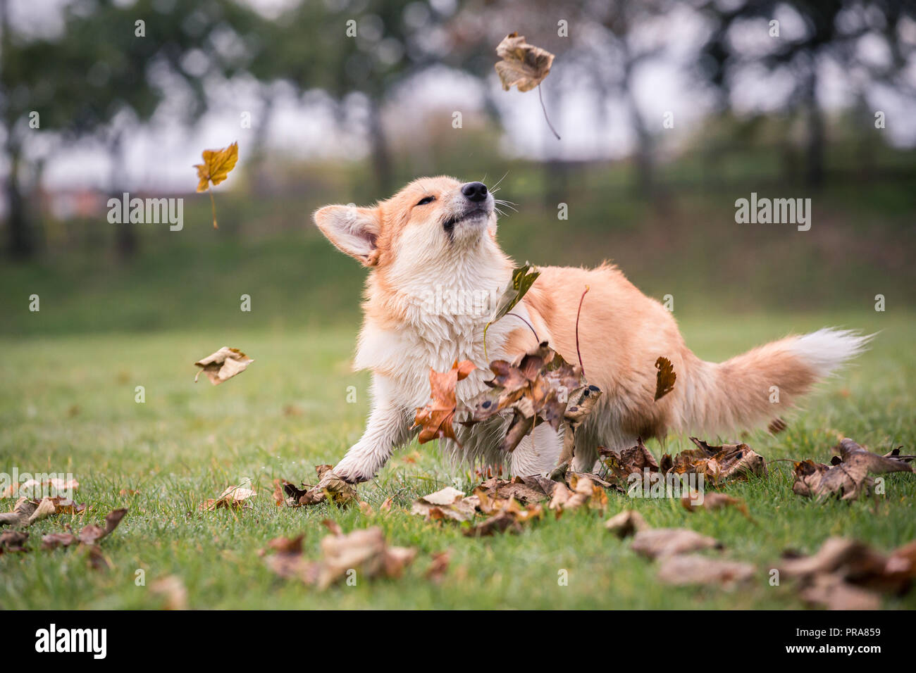 6 mes de edad Welsh Corgi Pembroke en otoño Foto de stock