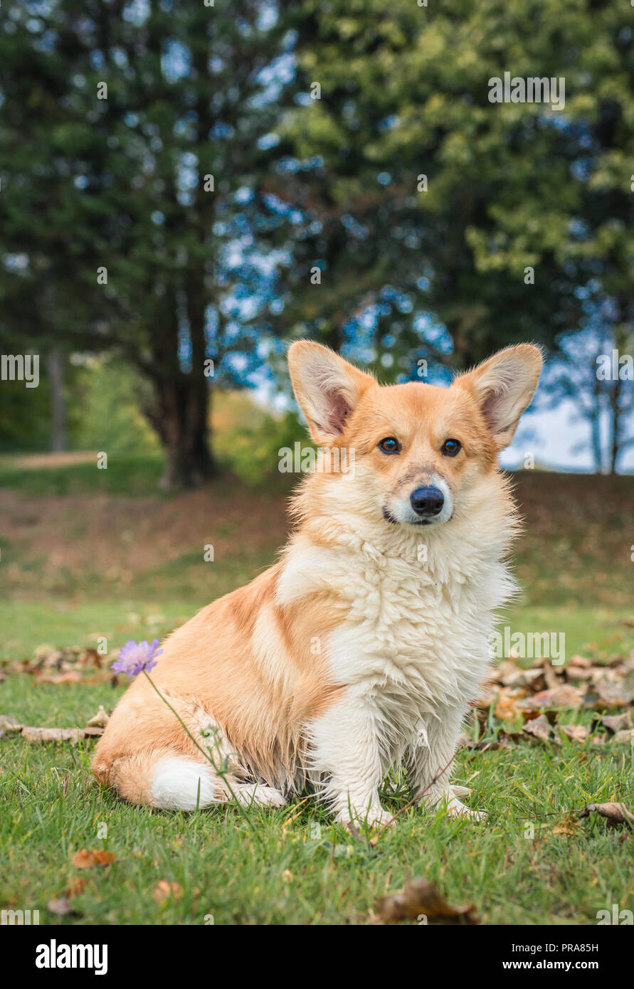 6 mes de edad Welsh Corgi Pembroke en otoño Foto de stock