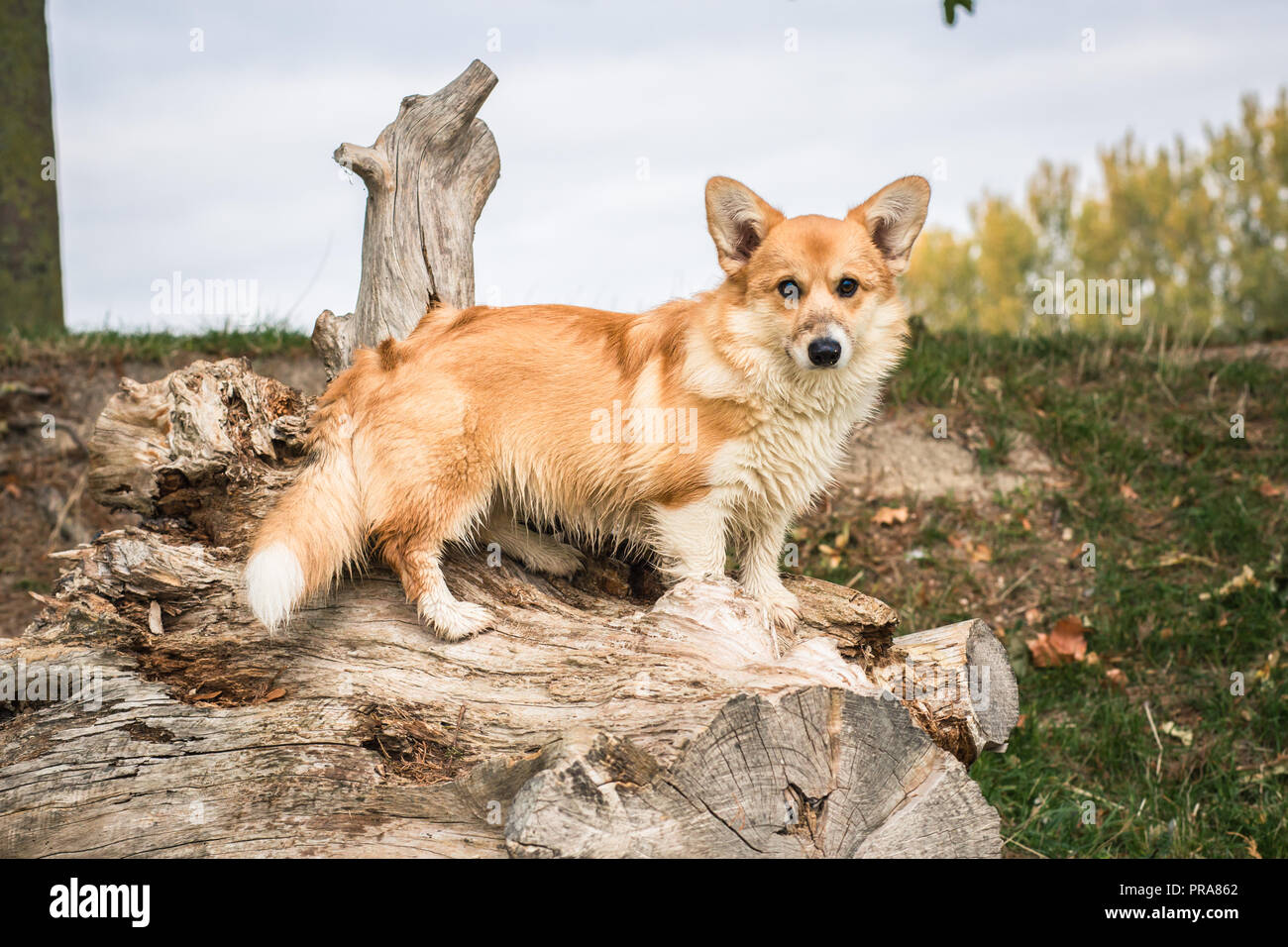 6 mes de edad Welsh Corgi Pembroke en otoño Foto de stock