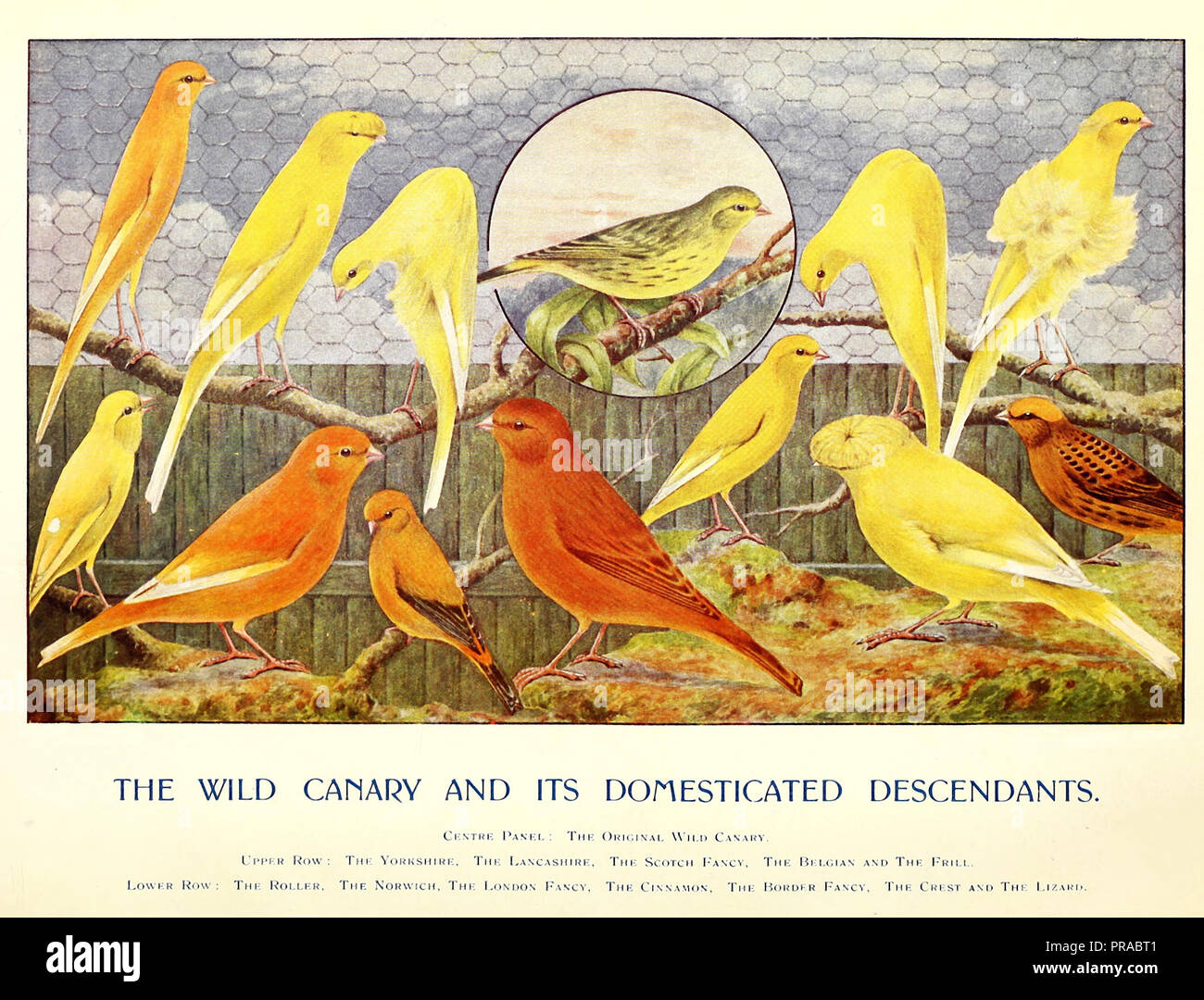 El canario silvestre y sus descendientes domesticados Foto de stock