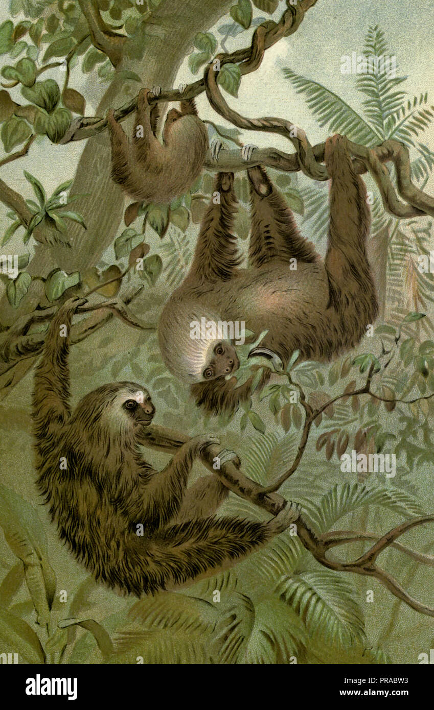 Los dos dedos cada sloth Foto de stock