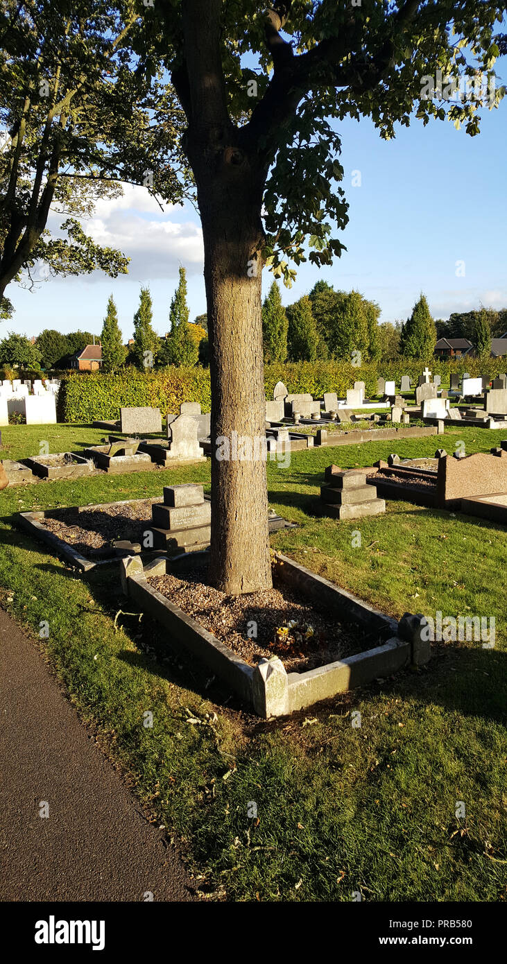 Árbol que crece fuera de una tumba en el cementerio de Newport, Lincoln,  Reino Unido imagen tomada en un smartphone Fotografía de stock - Alamy