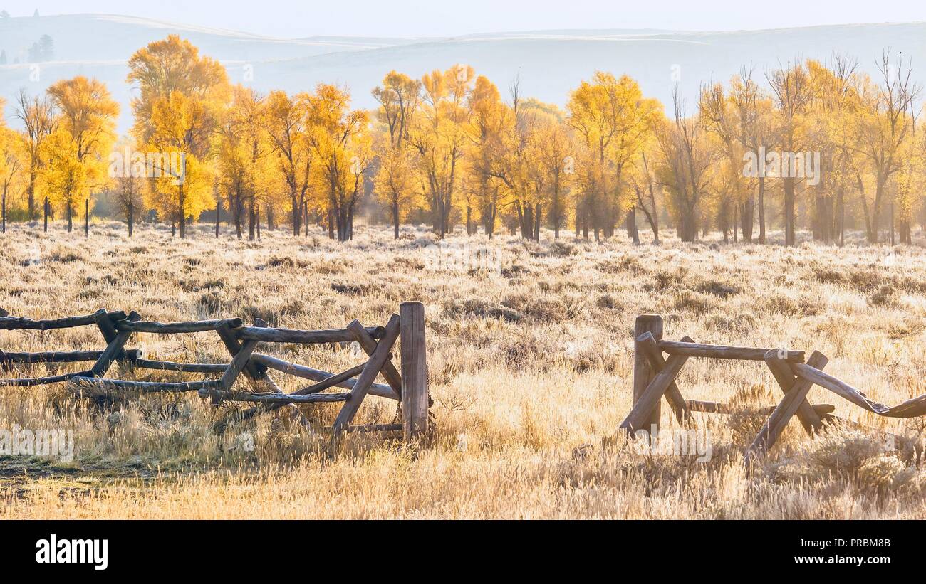 Un paisaje de otoño en Jackson Hole, Wyoming, incluyendo un viejo estilo de Buck y rampa de madera cerca del rancho y coloridos árboles de Aspen, temprano en la mañana Foto de stock