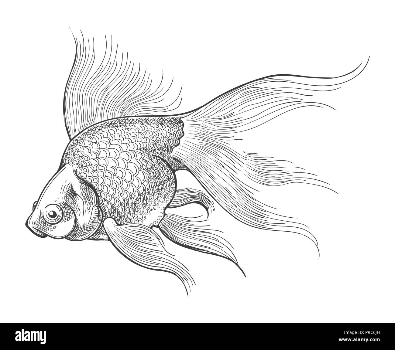 Goldfish dibujo. Gold Fish grabado o vector vintage sketch aislado sobre  fondo blanco para pecera en estilo retro Imagen Vector de stock - Alamy