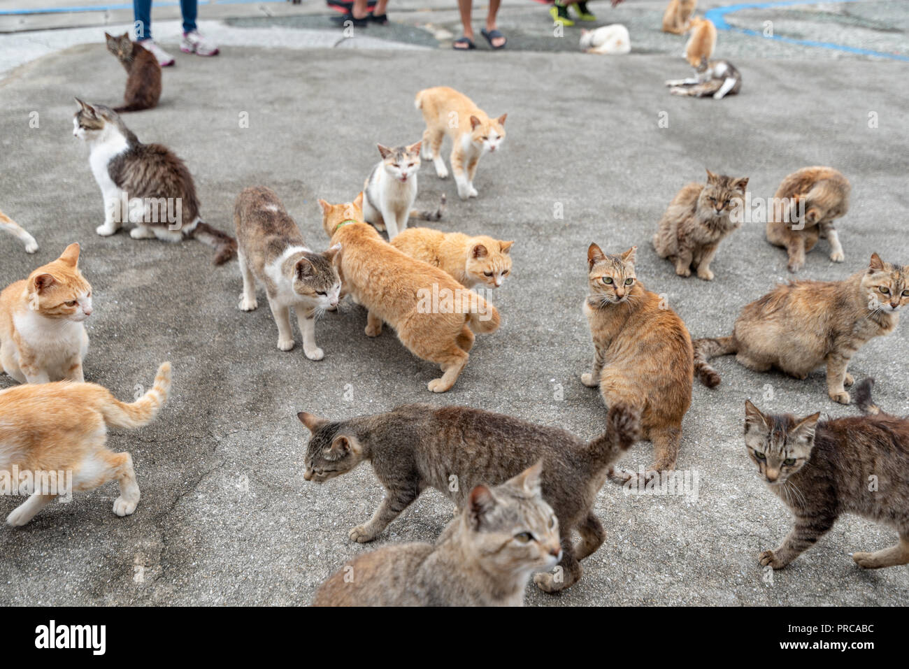 Muchos gatos fotografías e imágenes de alta resolución - Alamy