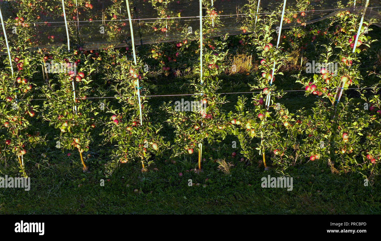 Apple Plantation, huerto con net para protección contra el granizo, vista panorámica desde el lado, leer las manzanas en el árbol en Sunrise, producción de frutales, protección fitosanitaria Foto de stock
