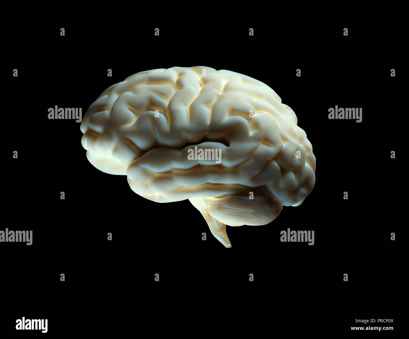 Modelo del cerebro humano aislado sobre fondo negro Foto de stock