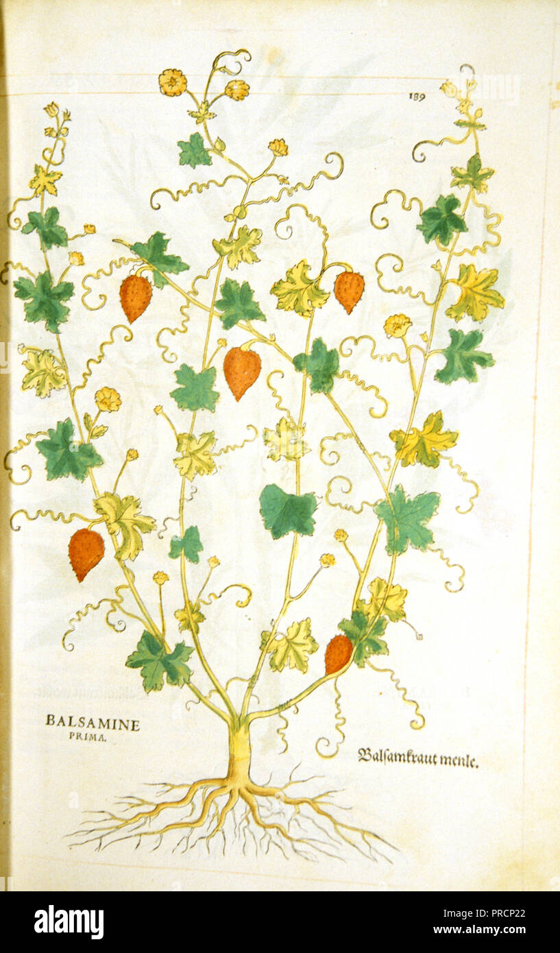 Prima / Balsamkraut Balsamine menle - xilografía pintado a mano de la planta de bálsamo de ca. 1542 Foto de stock