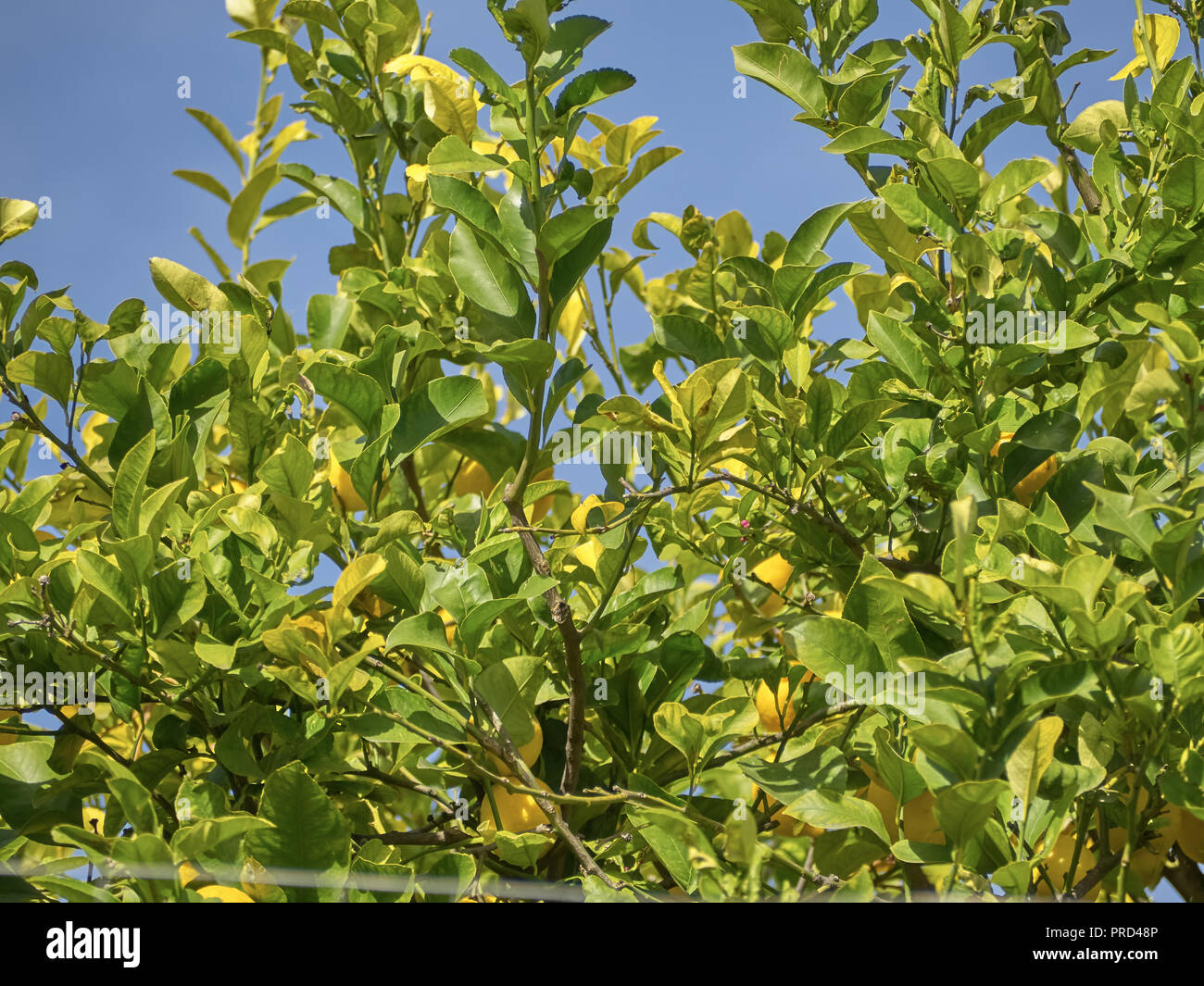 Limones Limonero Fotografías E Imágenes De Alta Resolución Alamy