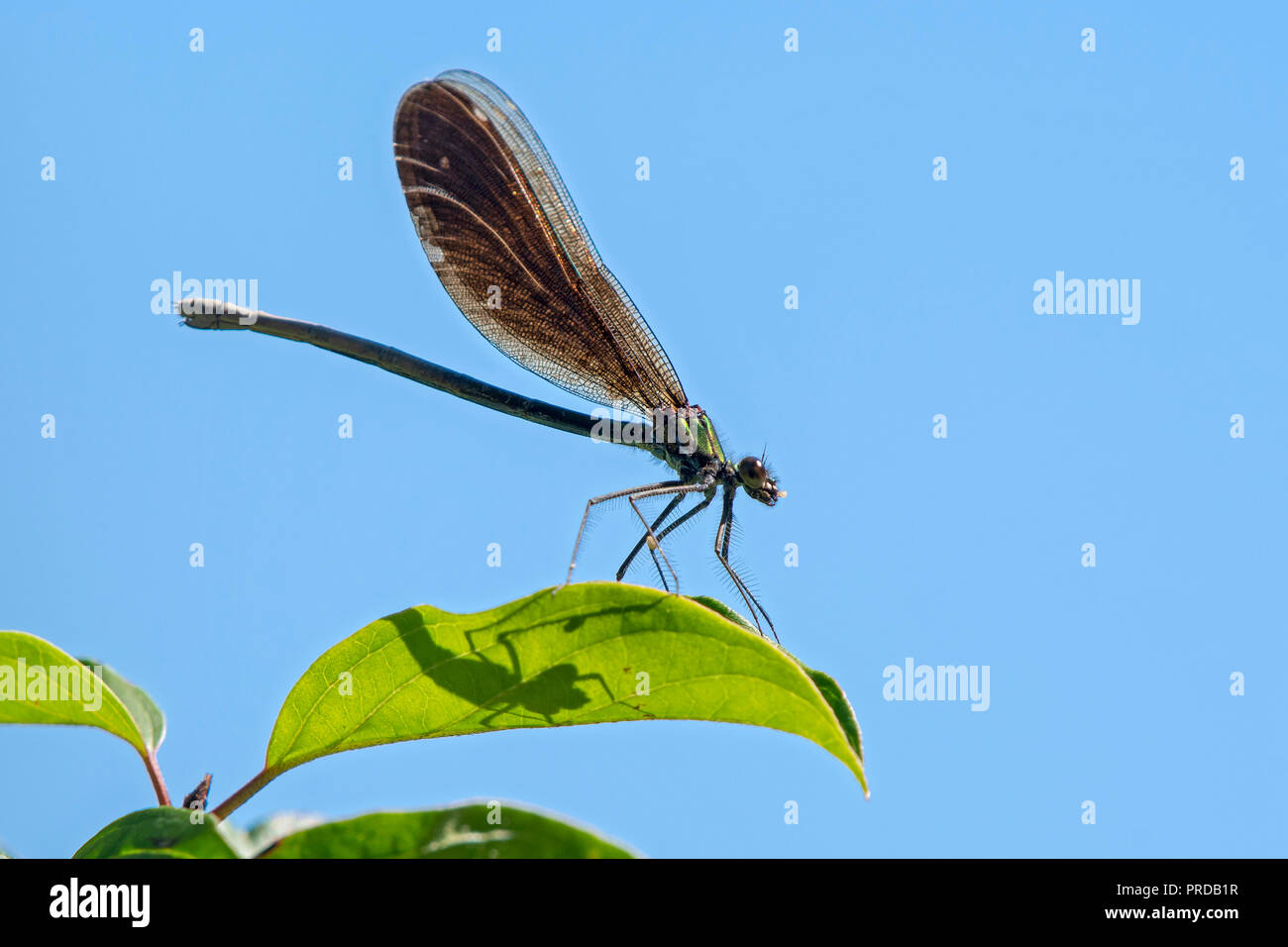 Hermosa demoiselle (Calopteryx virgo), hembra, sentado en la hoja, Burgenland, Austria Foto de stock