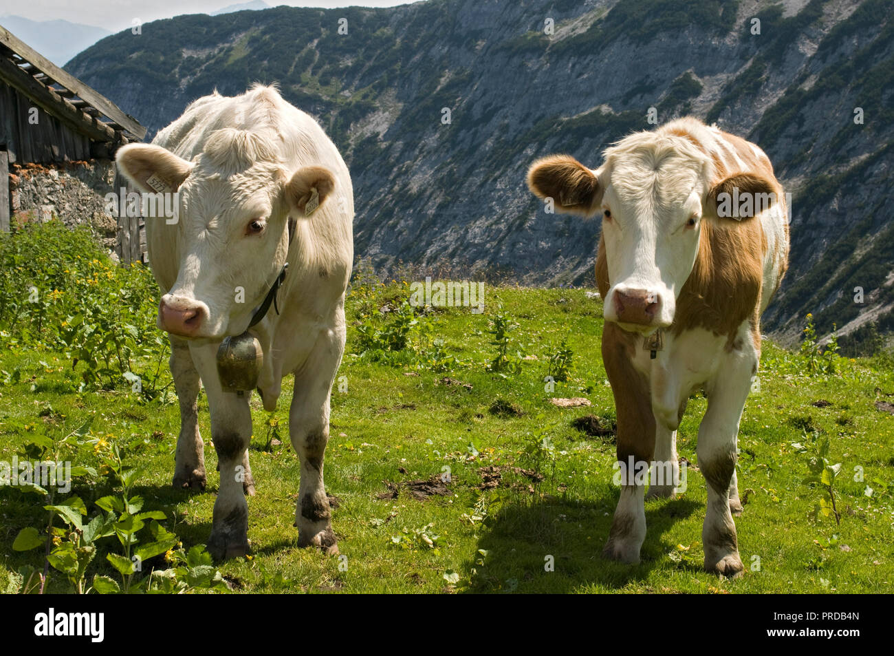 Vacas en el alp, Nauders-Alm Karwendel, Montañas, Tirol, Austria Foto de stock