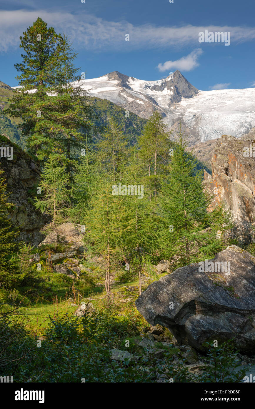 Unión Suiza de alerces y pinos de piedra en el valle de Tauern, a Schwarze Wand und Hoher Zaun, Grupo Venediger Foto de stock