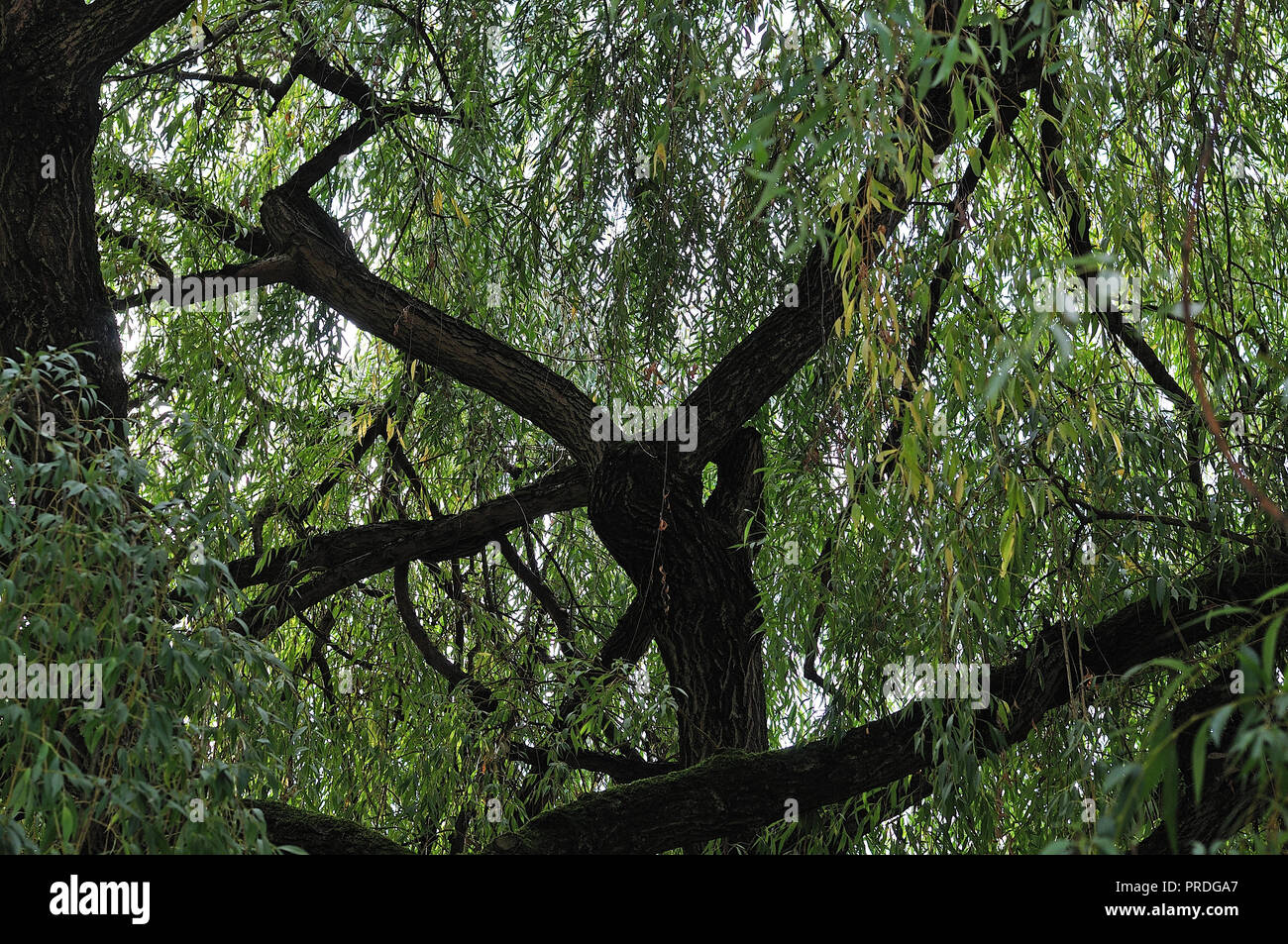 Vista interior del follaje y ramas de Salix babylonica, el sauce llorón Fotografía de stock Alamy
