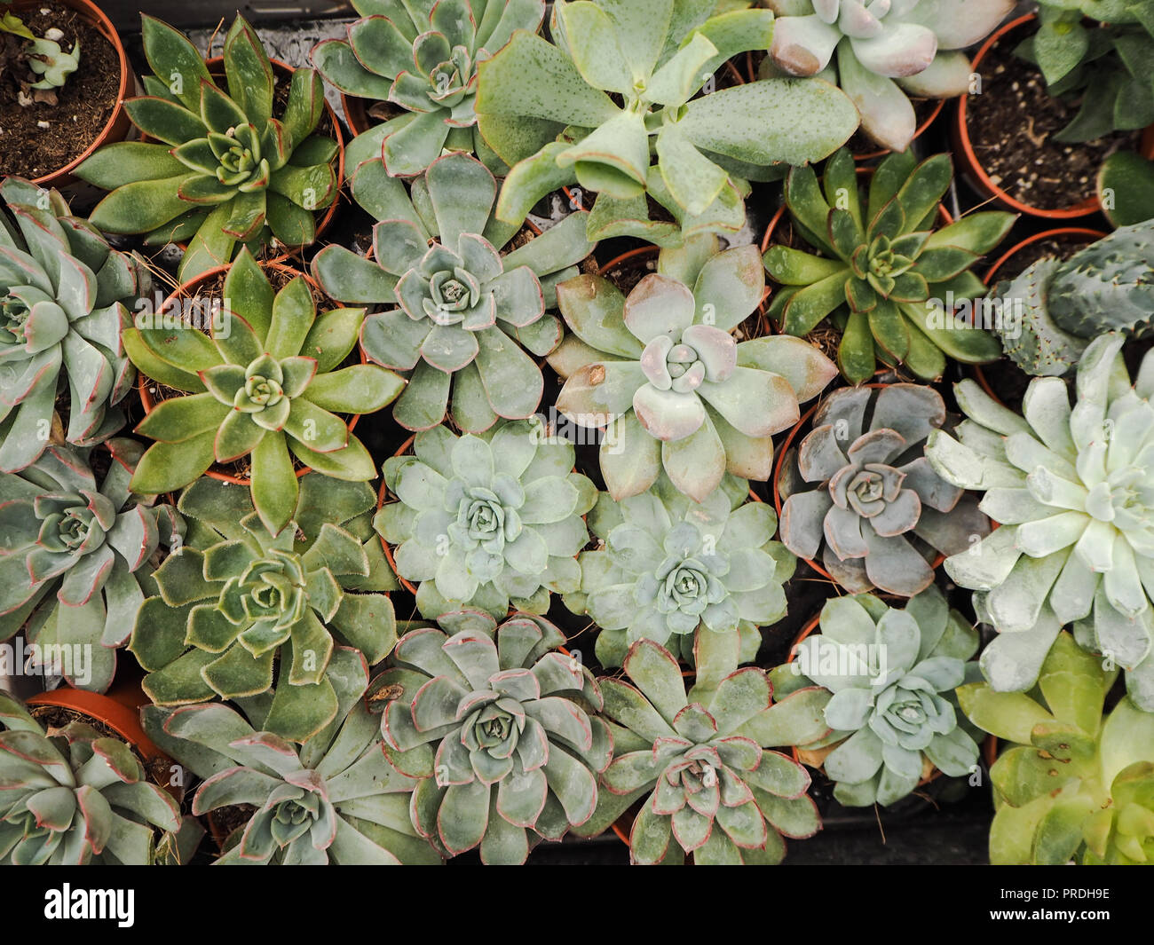 Diferente pequeño púrpura y verde echeveria plantas suculentas (Crassulaceae) alineados uno junto al otro Foto de stock