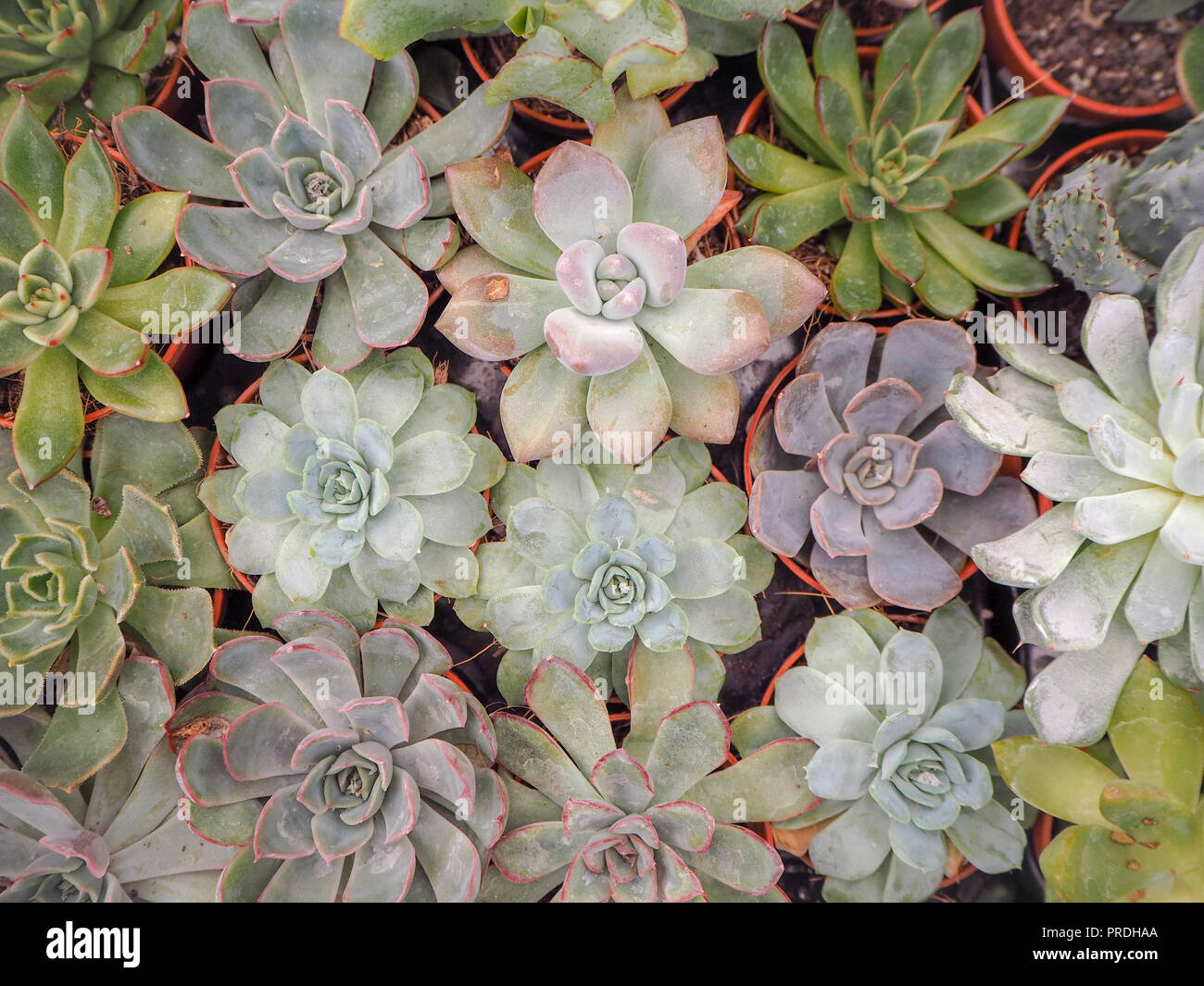 Diferente pequeño púrpura y verde echeveria plantas suculentas (Crassulaceae) alineados uno junto al otro Foto de stock
