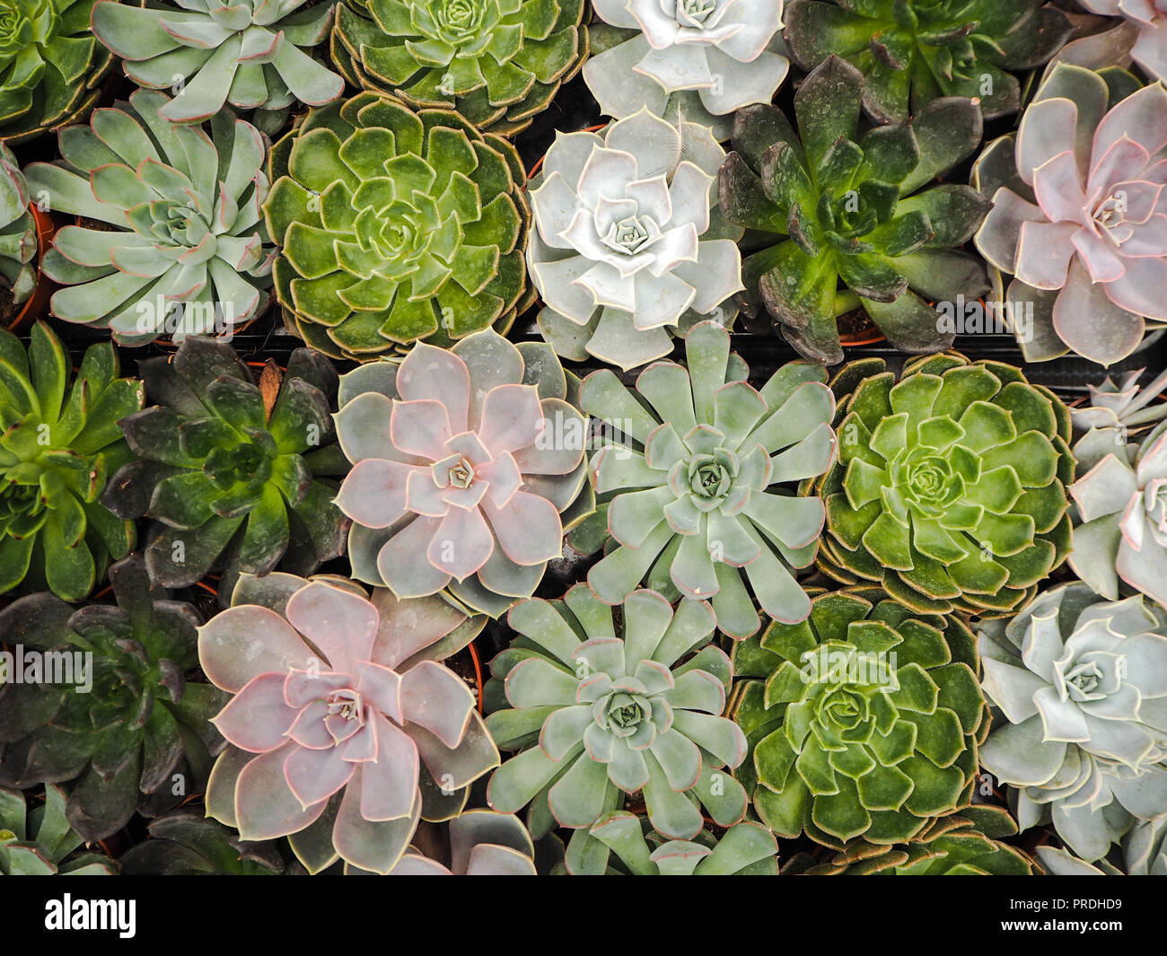 Diferente pequeño púrpura y verde echeveria plantas suculentas (Crassulaceae) alineados uno junto al otro Foto de stock