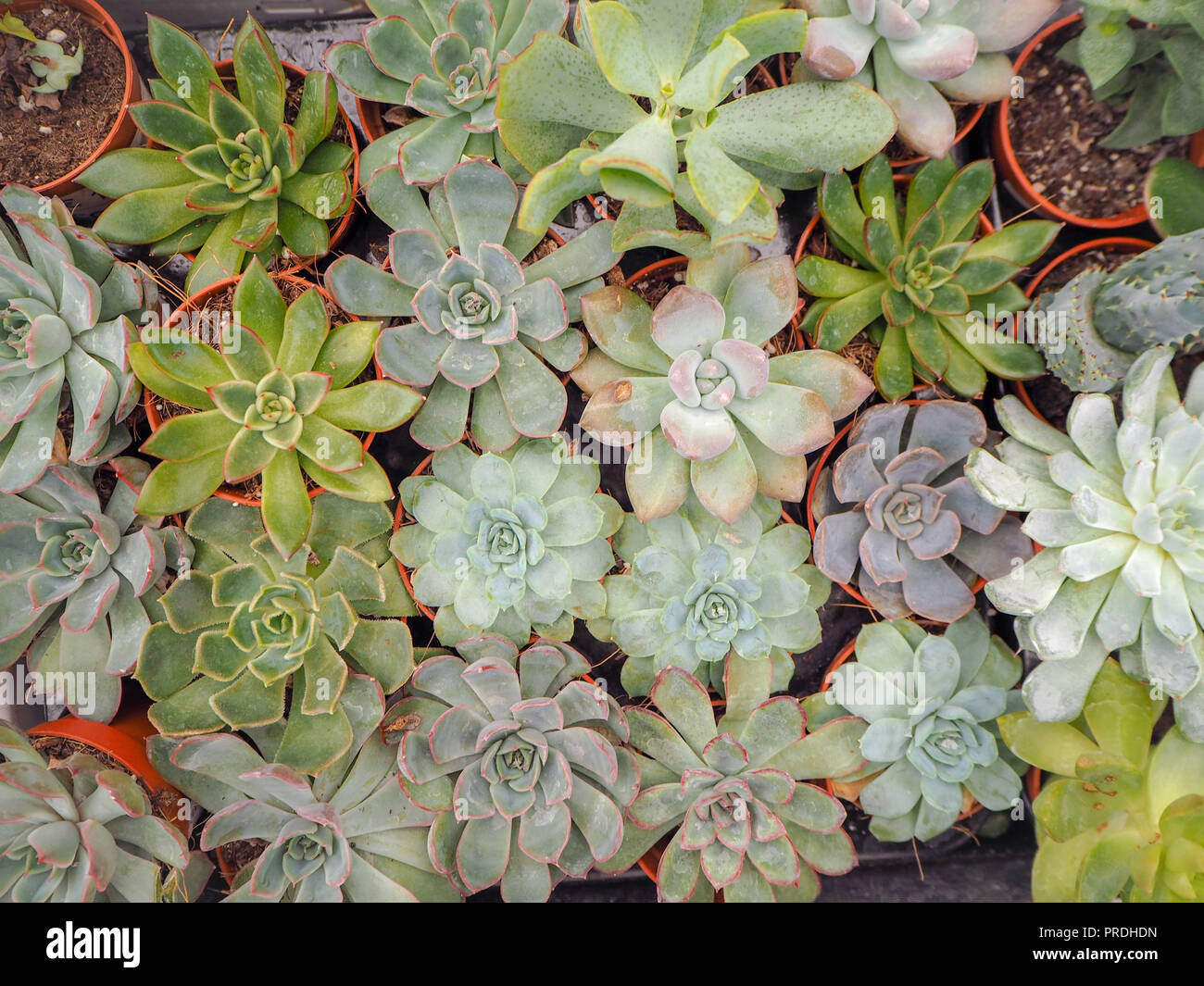 Diferente pequeño púrpura y verde echeveria plantas suculentas (Crassulaceae) alineados uno junto al otro Foto de stock
