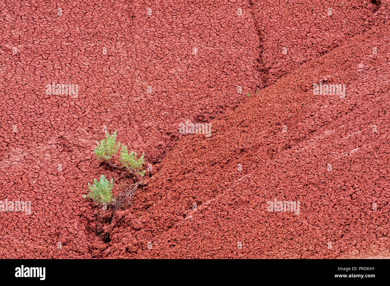 Montículo de piedras de arcilla roja, es un fondo de contraste de textura a una artemisa creciendo en la grieta. Foto de stock