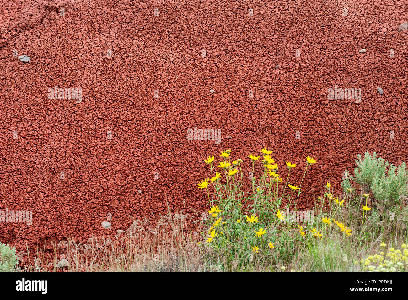 La textura de la piedra, la arcilla roja proporcionan un telón de fondo contrastante de flores amarillas en John Día yacimientos fósiles del Parque Nacional en el estado de Oregon. Foto de stock