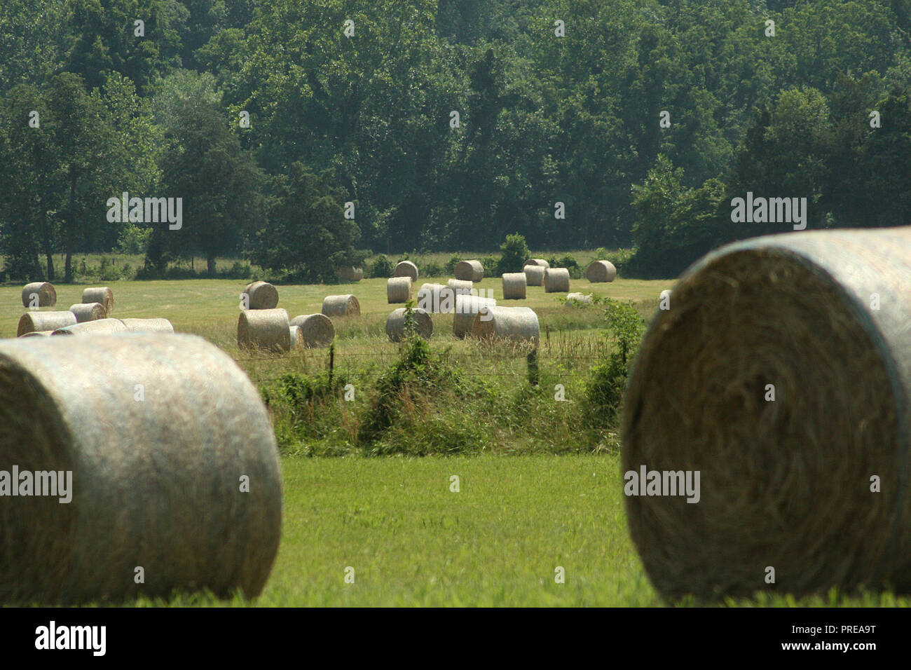 Los fardos de heno en el campo en la campiña de Virginia Foto de stock