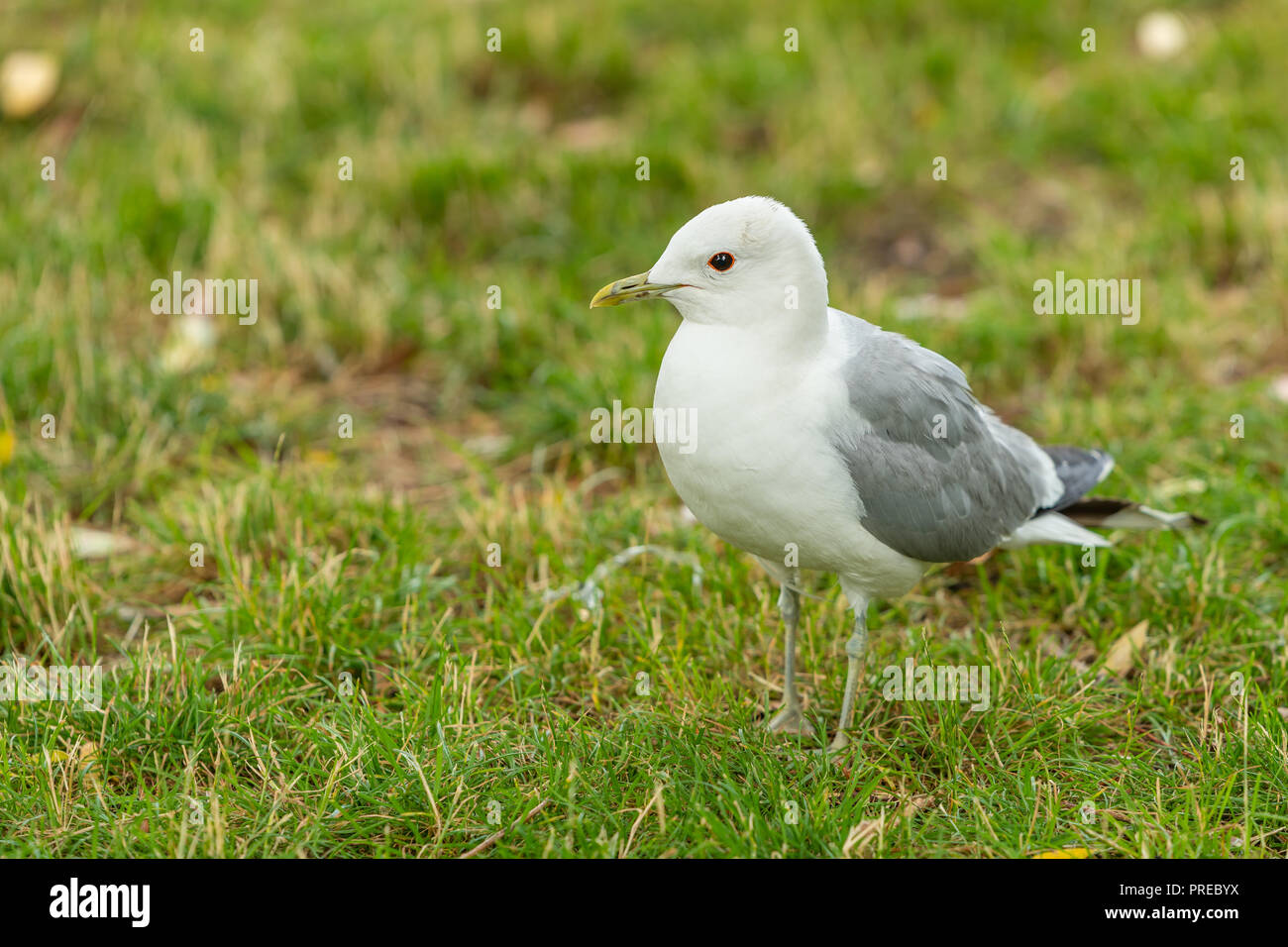 La gaviota común de gaviota (MEW) es una gaviota de tamaño mediano que se cría en el norte de Asia, Europa del norte y el noroeste de América del Norte. Foto de stock