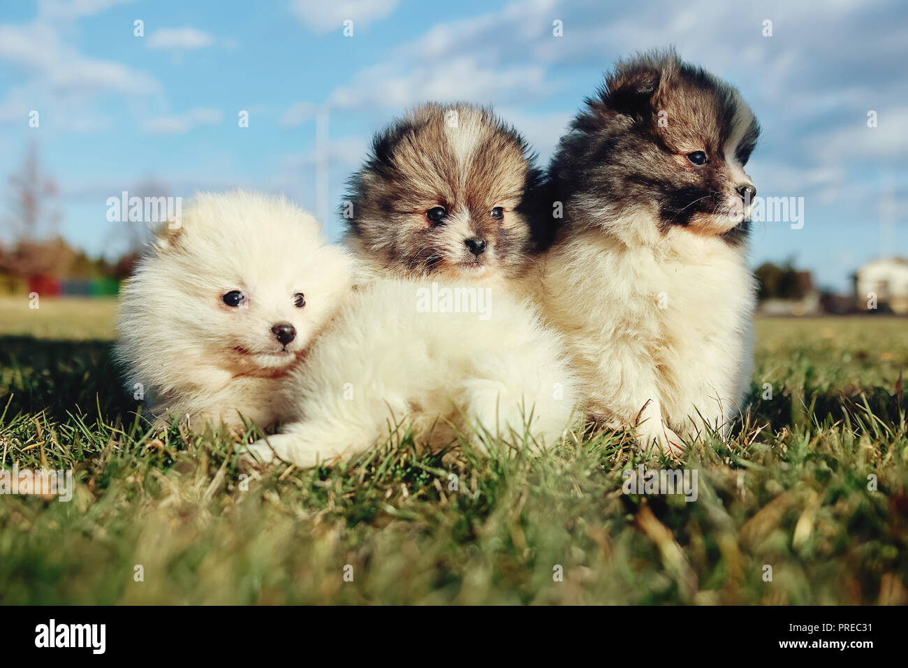 Poco cachorros. Pomerania Cachorros jugando al aire libre-perro spitz  Pomerania Fotografía de stock - Alamy