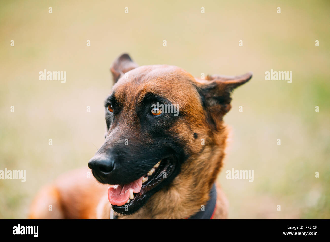 Chien De Berger Belge Fotos E Imagenes De Stock Alamy