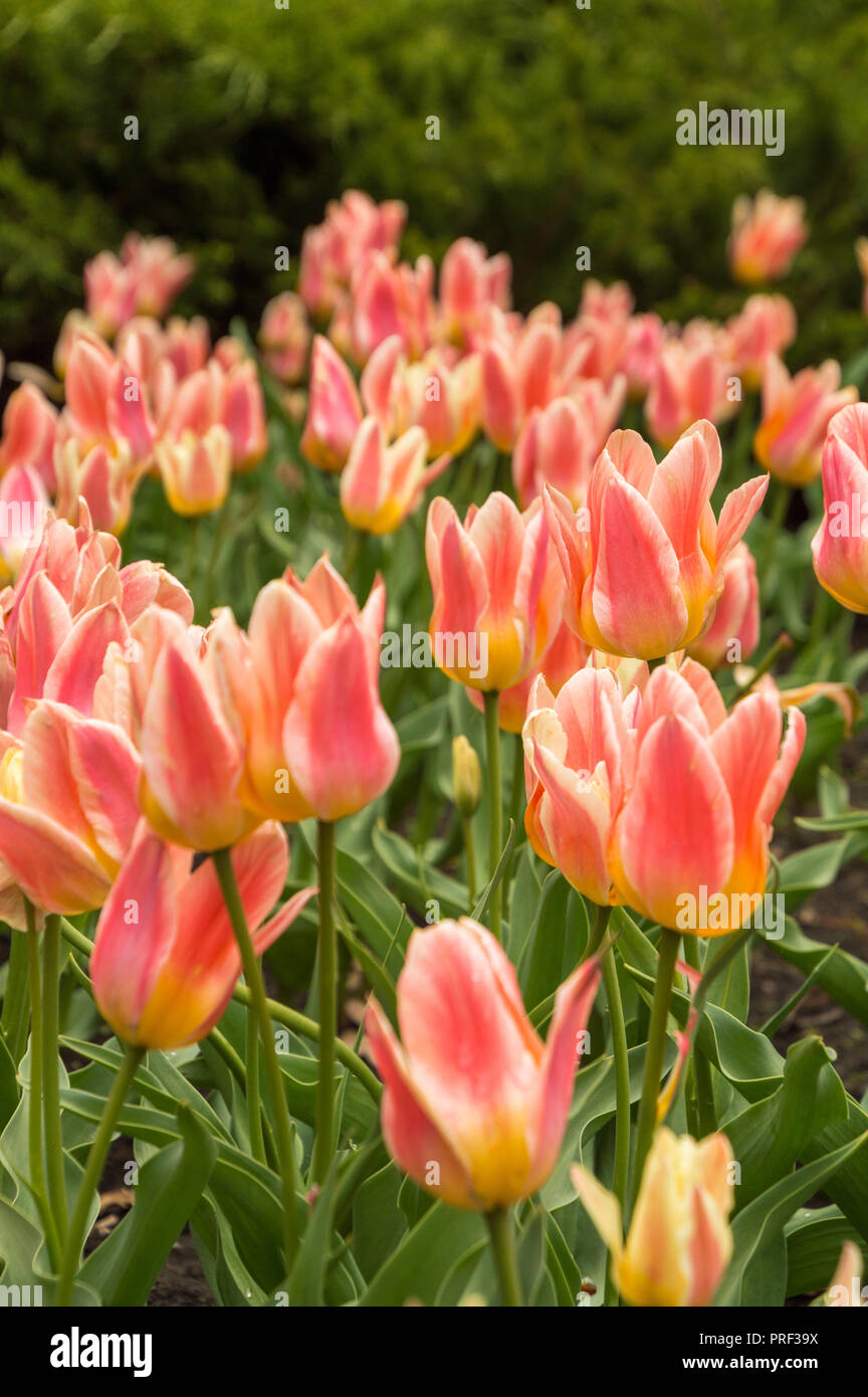 Exuberantes Flores Tulipan Natural Brillante Primavera Fondo De