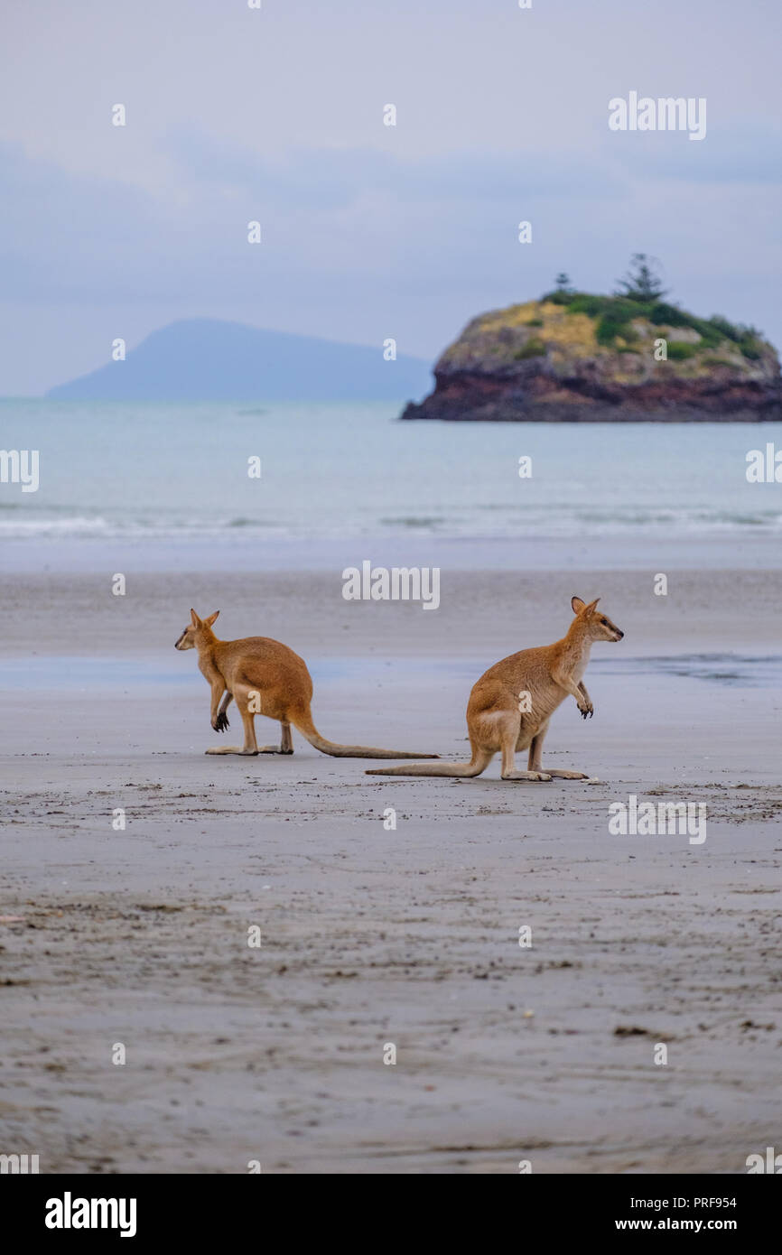 Los canguros se alimentan en la playa al amanecer en Cape Hillsborough, Queensland, Australia Foto de stock
