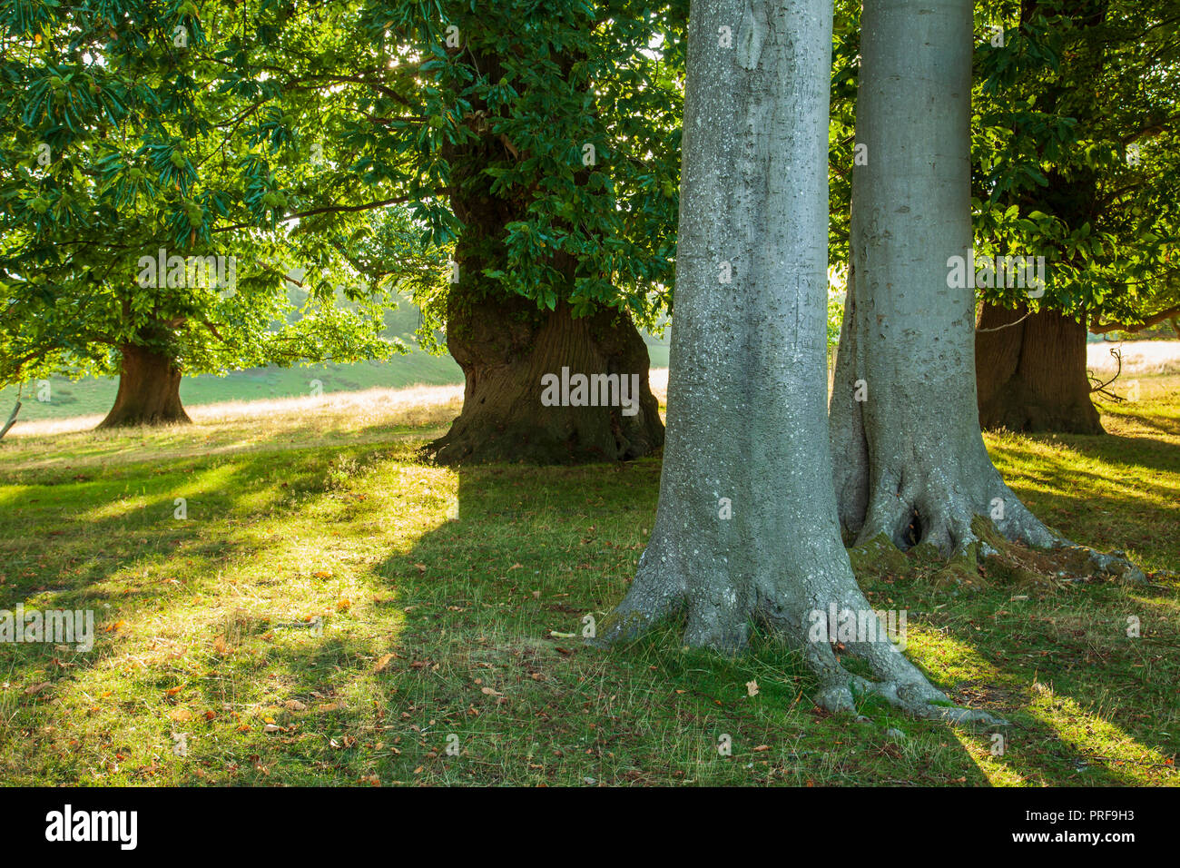 Viejos árboles en Petworth Park, West Sussex, Inglaterra. Foto de stock